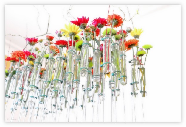 写真: ハロウィン・山手西洋館　test-tube flowers.