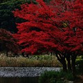 写真: 秋景色・こども自然公園／ちょっと紅葉名所風。