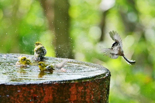 写真: 水盤の鳥さんたち ****