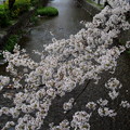 写真: 木屋町通りの桜