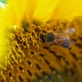 写真: がんばれミツバチ！