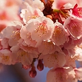 写真: 熱海桜