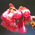 写真: 緋寒桜とミツバチ