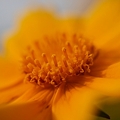 写真: 金色の花