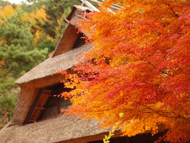 写真: 藁葺屋根と紅葉
