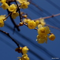 写真: flower201101 047