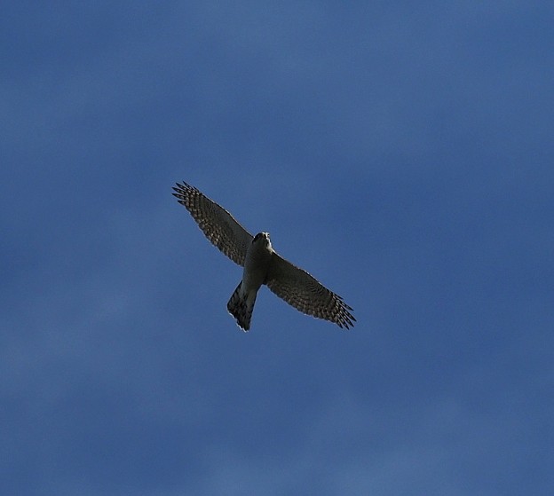 写真: オオタカ飛翔（１）