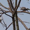 写真: 仮親オナガに餌をせがむカッコウ幼鳥（４）