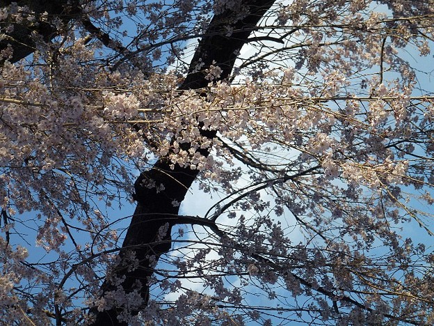 写真: 妙法寺の桜