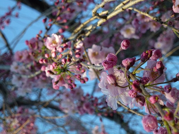 写真: 妙法寺の桜
