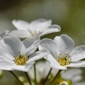 写真: 春風に揺れる細い枝、白い小花が降り積もる。