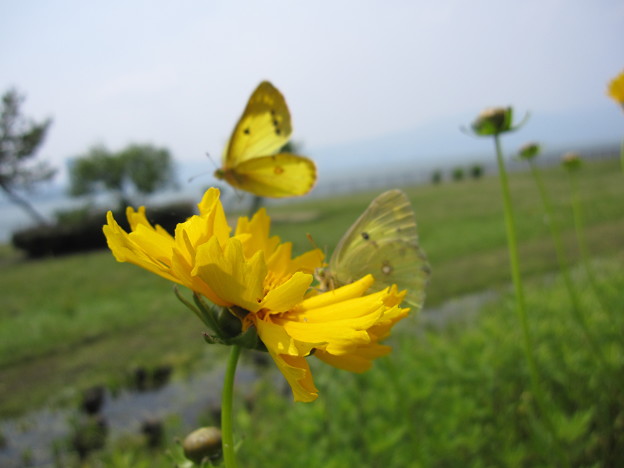 蝶と黄花2