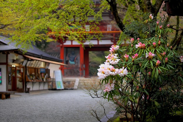 写真: 石楠花のお寺