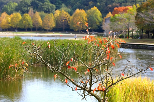 写真: 桂の木の紅葉