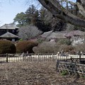 写真: 左近桜と好文亭