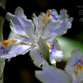 写真: 竹林に咲くアヤメ