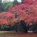 写真: 雨中・楓の紅葉