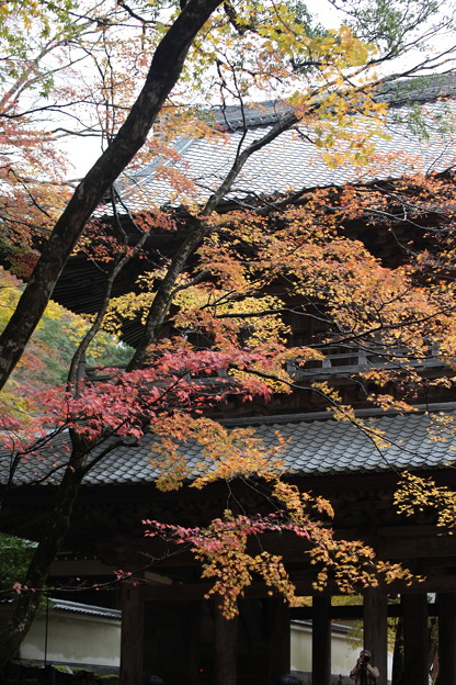 写真: 永源寺山門の紅葉