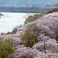 写真: 背割堤の桜