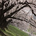 写真: 背割堤右坂の桜