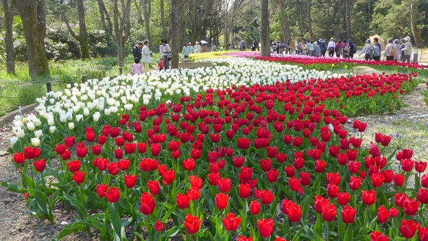 写真: 京都府立植物園