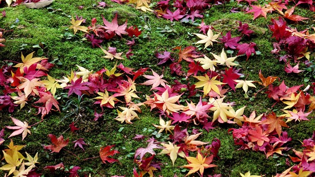 写真: 紅葉の絨毯