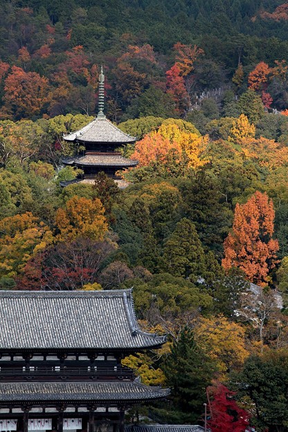 写真: 仁和寺秋景