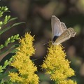写真: アワダチソウに寄る蝶
