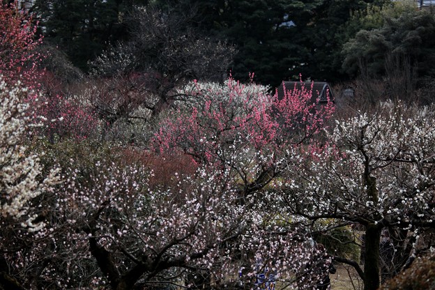 写真: 小石川の梅林