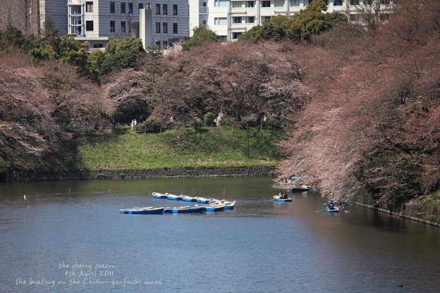 写真: お堀の桜