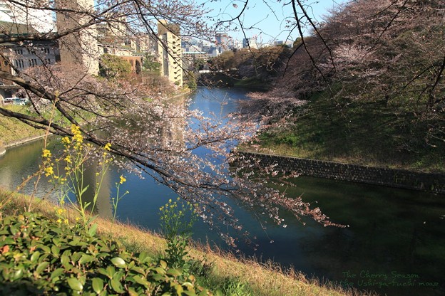 写真: お堀の桜２