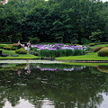 写真: 二の丸庭園のハナショウブ水鏡２