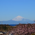 写真: 富士山と河津桜
