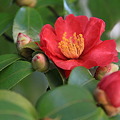 写真: camellia