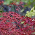 写真: 北海道の秋