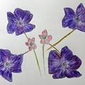 葉が紫のオキザリス