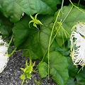 写真: カラスウリの花 (5)