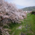写真: 深北緑地東側・河北病院南側の水路の桜