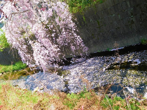 写真: 打上川の枝垂れ桜と花筏