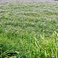 レンゲ畑 (2)