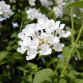 白花のランタナ (3)