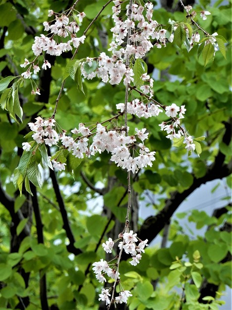写真: 枝垂桜 (2)