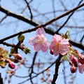 写真: 佐保川の桜