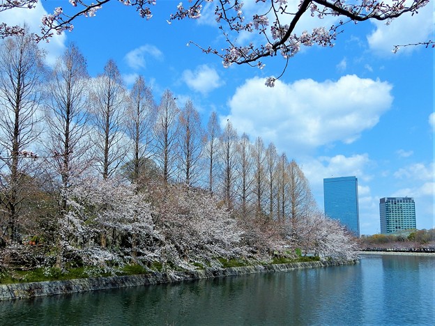写真: 大阪城の堀と桜
