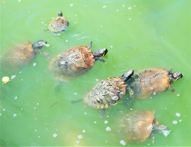 写真: 垂仁天皇陵隣の池のミシシッピーアカミミガメ