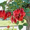 写真: アメリカデイゴの花