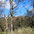 写真: 神津嶽下、腰掛石から生駒山を望む (1)