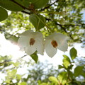 写真: エゴノキの花 (4)