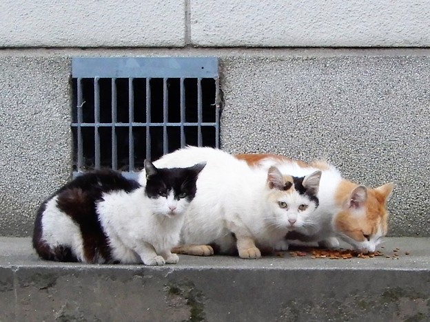 写真: 池島神社の猫たち (2)