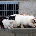池島神社の猫たち (4)